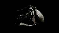 monochrome rose Flowers