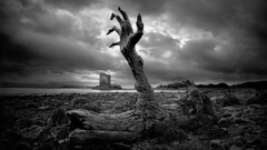 monochrome ruin sky dead trees