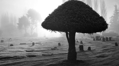 monochrome tombstones graveyards outdoors