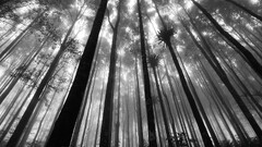 monochrome Trees forest