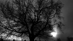 monochrome Trees landscape nature