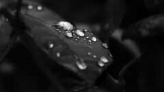 monochrome water drops leaves Plants macro