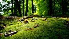 moss nature forest landscape Green worm's eye view