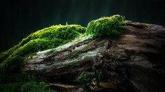 moss Wood Plants nature