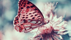 moths insect macro butterfly