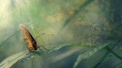 moths macro Plants leaves insect Animals