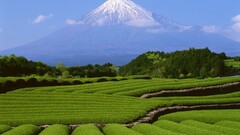 Mountains landscape tea plant