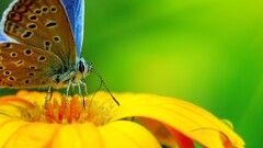multiple display Flowers yellow flowers butterfly insect Animals