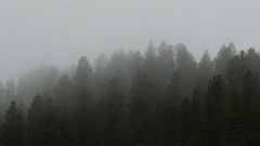 multiple display landscape nature Trees