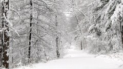 multiple display landscape nature winter snow Trees