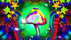 mushroom colorful psychedelic LSD