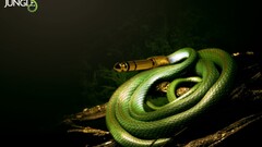 Music power cord Green humor snake