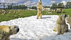 national geographic Bears Animals