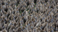 national geographic Birds duck Animals