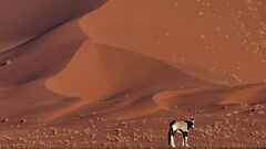 national geographic desert sand dunes Animals oryxes nature