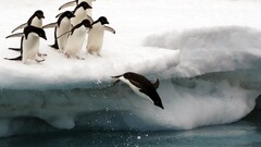 national geographic iceberg snow Penguins Birds Animals