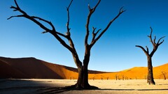 national geographic landscape desert nature Trees Namibia