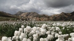 national geographic landscape Mountains iceland field Flowers