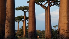 national geographic Trees Madagascar baobab trees baobabs nature