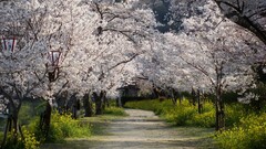 national geographic Trees nature cherry blossom Japan path