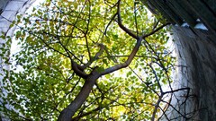 national geographic Trees Plants