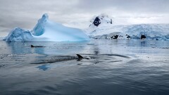 national geographic whale iceberg Sea Antarctica snow ripples