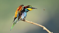 nature Animals Bee Eaters Birds bees