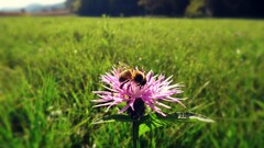 nature Animals bees Flowers Thistles