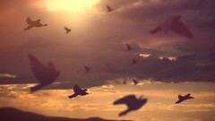 nature Animals Birds