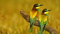 nature Animals Birds Bee Eaters