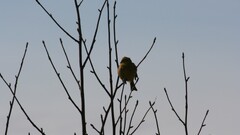 nature Animals Birds branch