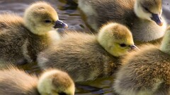 nature Animals Birds duck baby animals