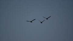 nature Animals Birds flying