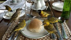nature Animals Birds national geographic bread table