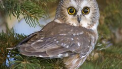 nature Animals Birds owl