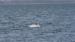 nature Animals Birds swan water