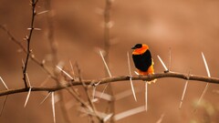 nature Animals Birds thorns brown