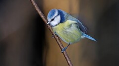 nature Animals Birds titmouse