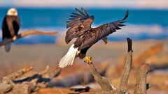 nature Animals dead trees eagle Birds