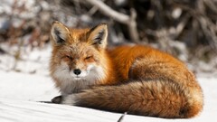 nature Animals fox snow