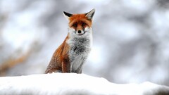 nature Animals fox snow wildlife