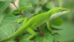 nature Animals Green leaves lizards wildlife