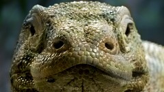 nature Animals Komodo Dragon