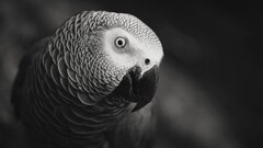 nature Animals parrot gray macro monochrome Birds