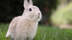 nature Animals rabbits grass