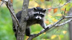 nature Animals raccoons
