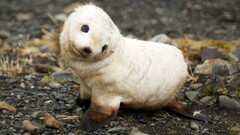 nature Animals Seals baby animals