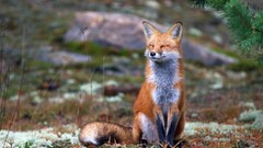 nature Animals smiling fox