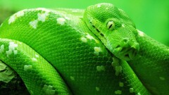 nature Animals snake Green Reptiles