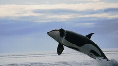 nature Animals whale Orca